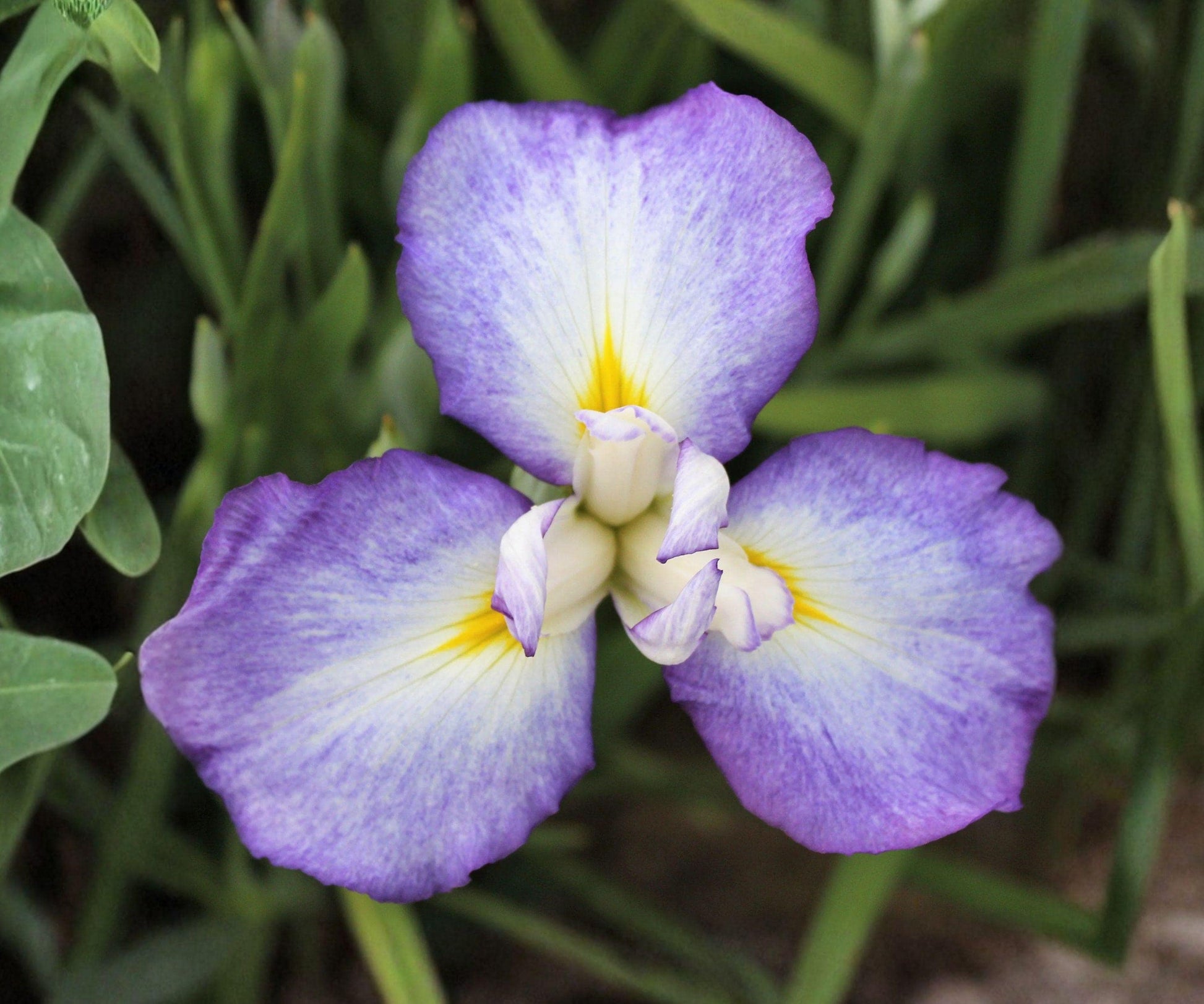 Japanese Iris Root Divisions – Mixed Color, Zen Garden Blooms, Iris ensata Hybrids, Perennial Rhizomes for Borders & Water Gardens