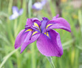 Japanese Iris Root Division – Royal Robes, Purple & Yellow, Iris ensata, Perennial Garden Flower
