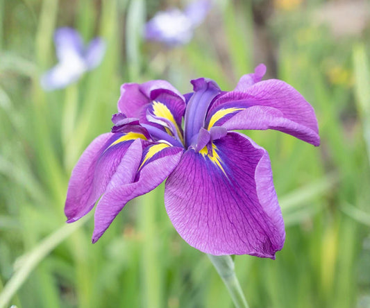 Japanese Iris Root Division – Royal Robes, Purple & Yellow, Iris ensata, Perennial Garden Flower