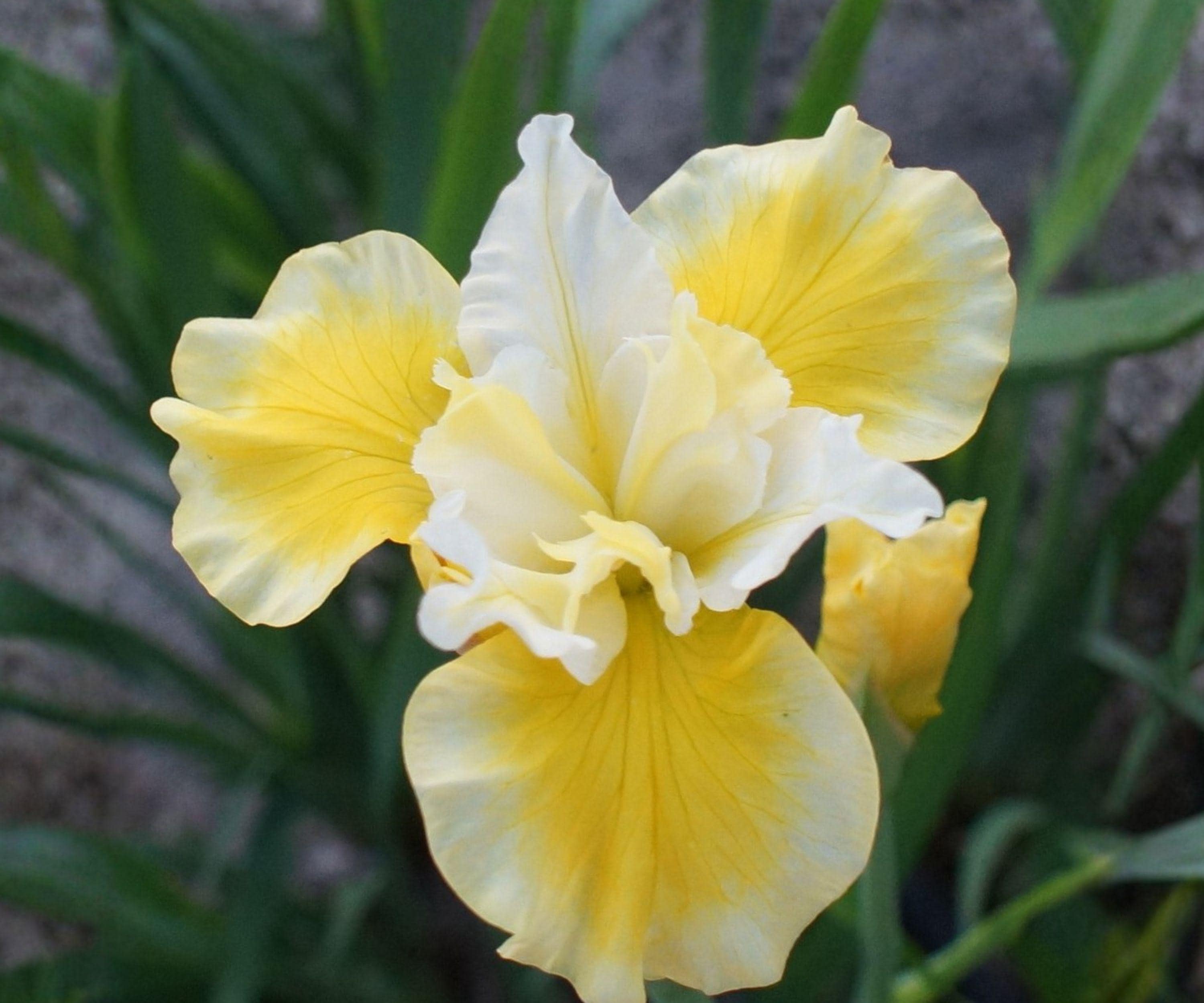 Siberian Iris Root Division – Golden Yellow Flowers, Summer Blooming Perennial – Iris sibirica ‘Solar Energy’