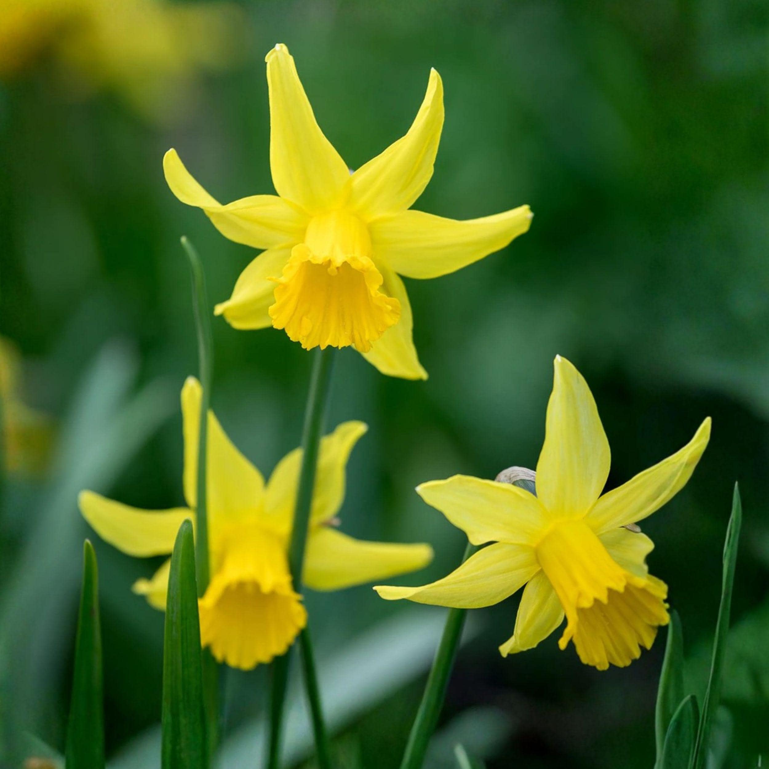 February Gold Daffodil Bulbs – Narcissus ‘February Gold’ Spring Flowering Bulbs for Garden Beds, 20 Pack