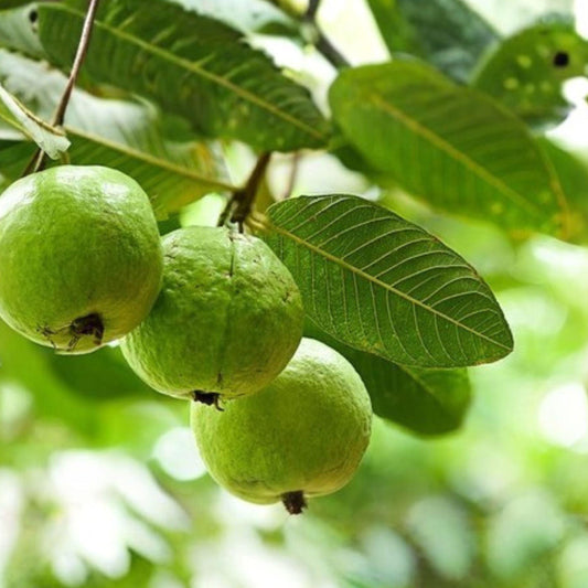 Organic Guava Leaves 55 Count Fresh Herbal Tea Culinary Use Psidium guajava