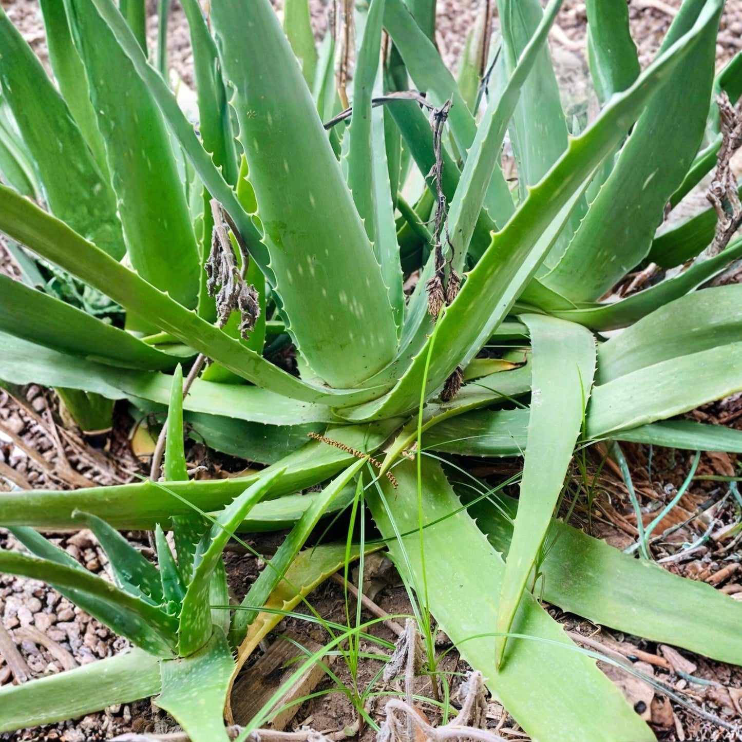 Large Rooted Aloe Vera Plant – 12–16 Inch Succulent for Indoor Outdoor Use, Aloe barbadensis Miller