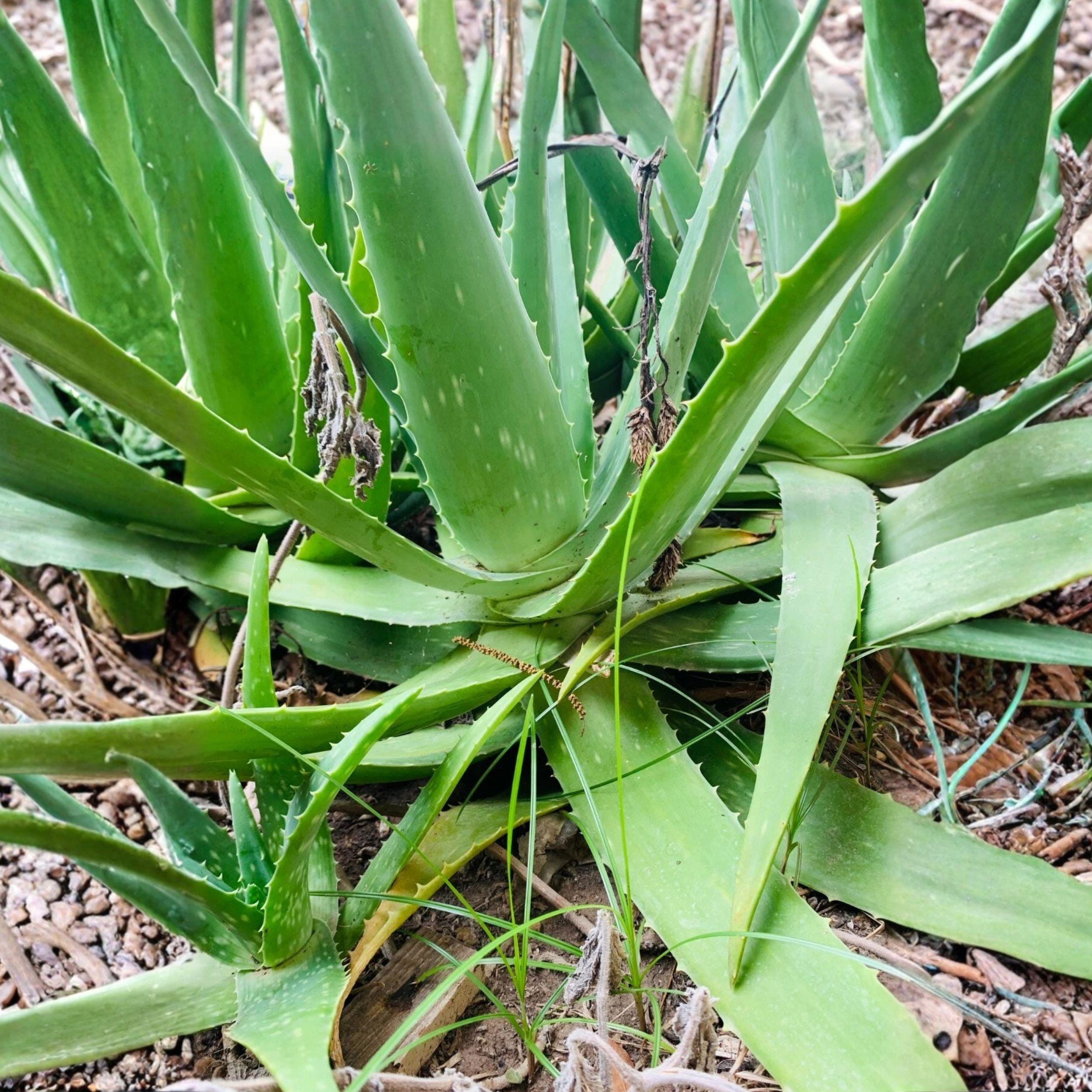 Large Rooted Aloe Vera Plant – 12–16 Inch Succulent for Indoor Outdoor Use, Aloe barbadensis Miller