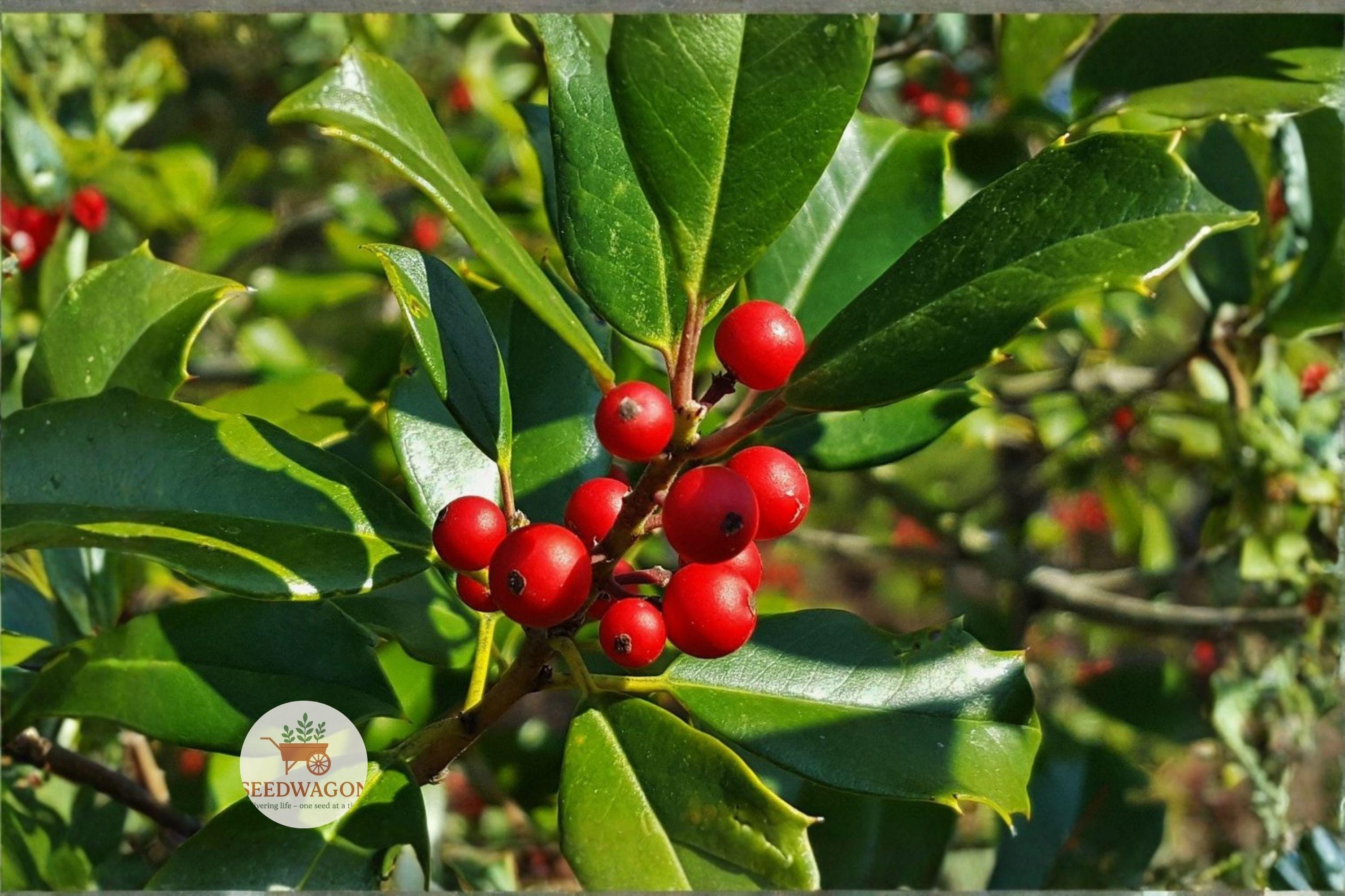 American Holly Seeds - Evergreen Tree, Bright Red Berries, Ornamental, Ilex opaca, Wildlife-Friendly, 30 Seeds