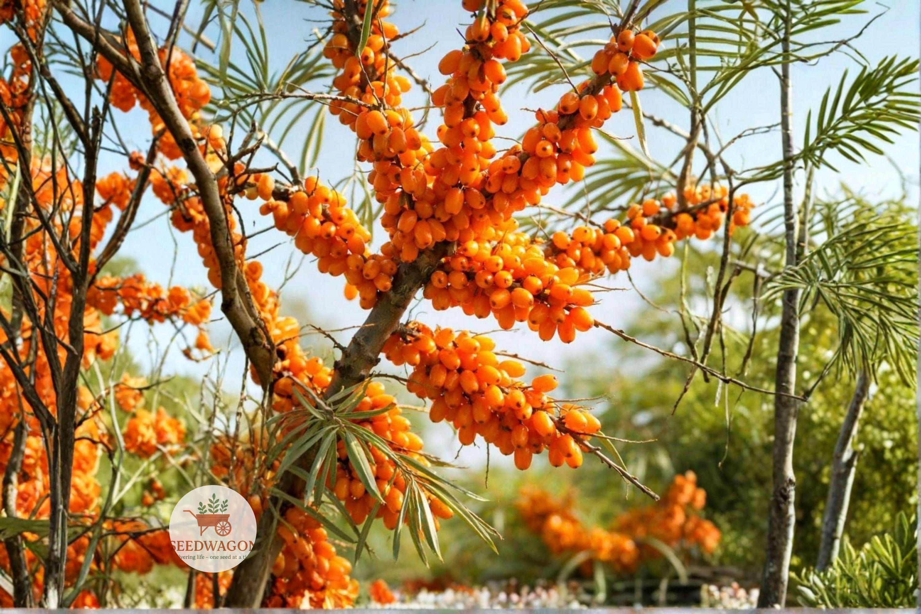 Sea Buckthorn Seeds Hippophae rhamnoides Edible Berry Hardy Shrub 30 Seeds for Erosion Control & Wildlife