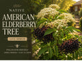 American Elderberry Bare Root Plant | 12-24in Sambucus canadensis Native Berry Shrub for Wildlife Garden