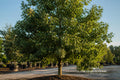 White Oak Live Plant 12–16 Inches, Quercus alba, Native Shade Tree, Wildlife Habitat, Fall Foliage, Bare Root Seedling