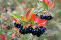 Black Chokeberry Unrooted Cuttings – Aronia melanocarpa, 12 Live Shrubs, 6–8 Inches, Deciduous, Fall Foliage, Berries