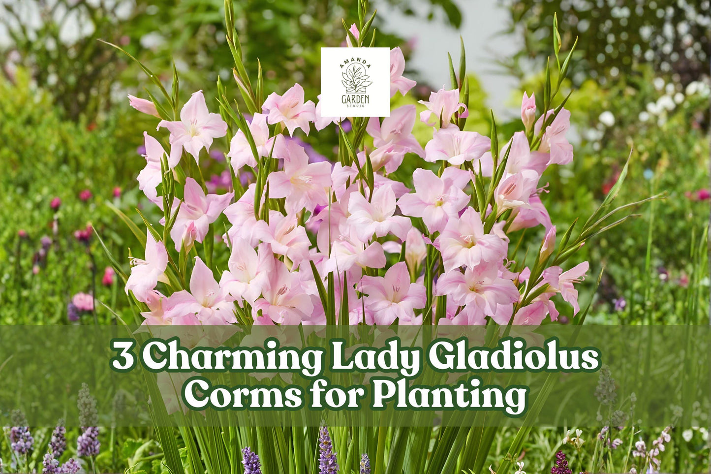 Charming Lady Gladiolus Corms, Pink Sword Lily Bulbs, Summer Flowering Perennial, Hardy Gladiolus for Borders & Cut Flowers