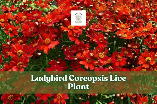 Ladybird Coreopsis Live Plant | Starter Plug for Pollinator Gardens, Borders & Containers | Coreopsis lanceolata