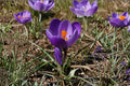 Flower Record Crocus Bulb – Crocus vernus, Purple Spring Flowering Bulb for Garden Beds & Borders