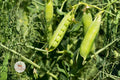 Little Marvel Pea Seeds – Heirloom Non-GMO Vegetable, Compact Bush, Sweet Tender Pisum sativum, 20+ Seeds
