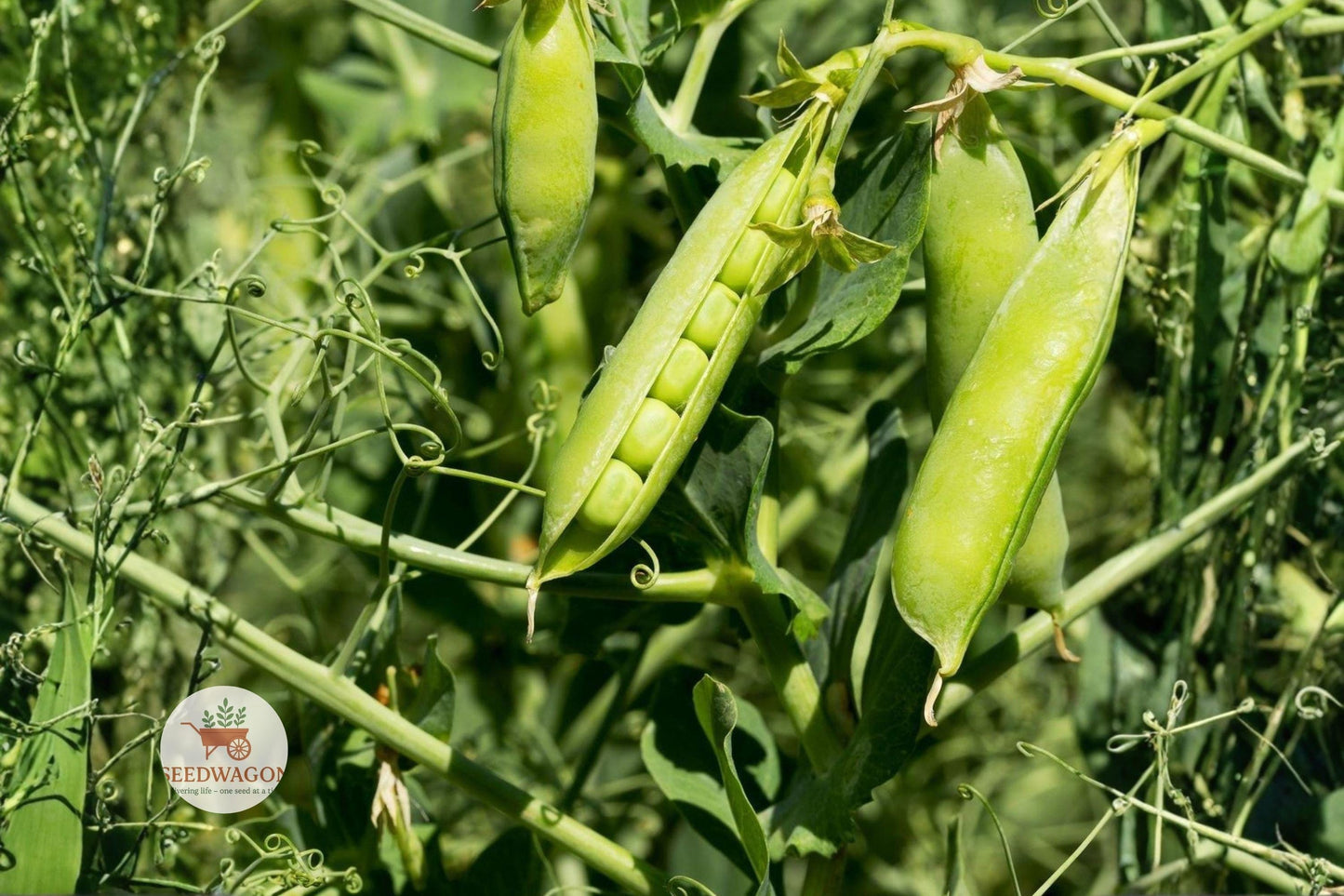 Little Marvel Pea Seeds – Heirloom Non-GMO Vegetable, Compact Bush, Sweet Tender Pisum sativum, 20+ Seeds