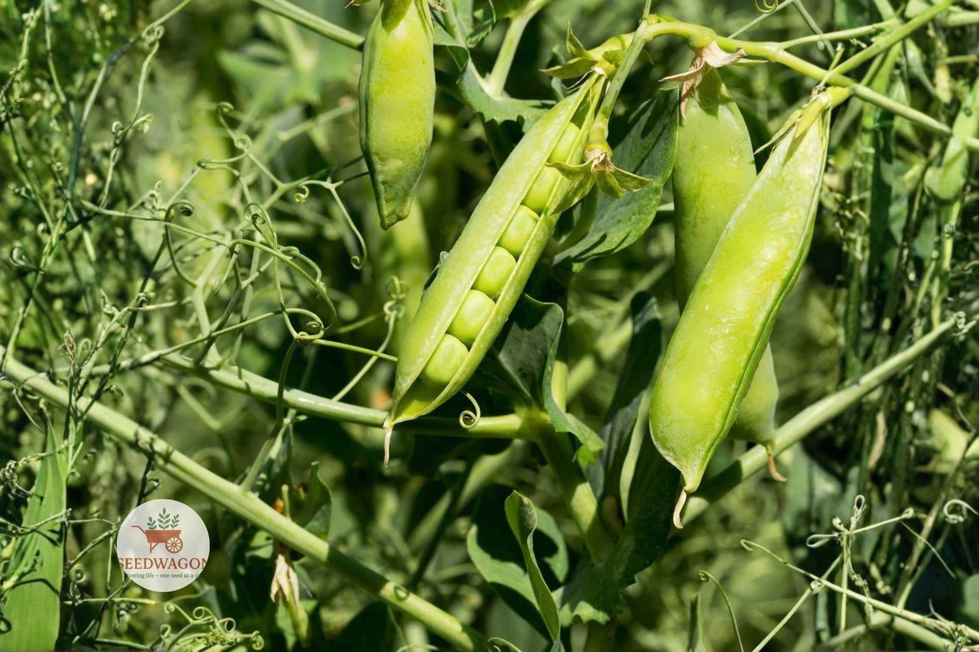Little Marvel Pea Seeds – Heirloom Non-GMO Vegetable, Compact Bush, Sweet Tender Pisum sativum, 20+ Seeds