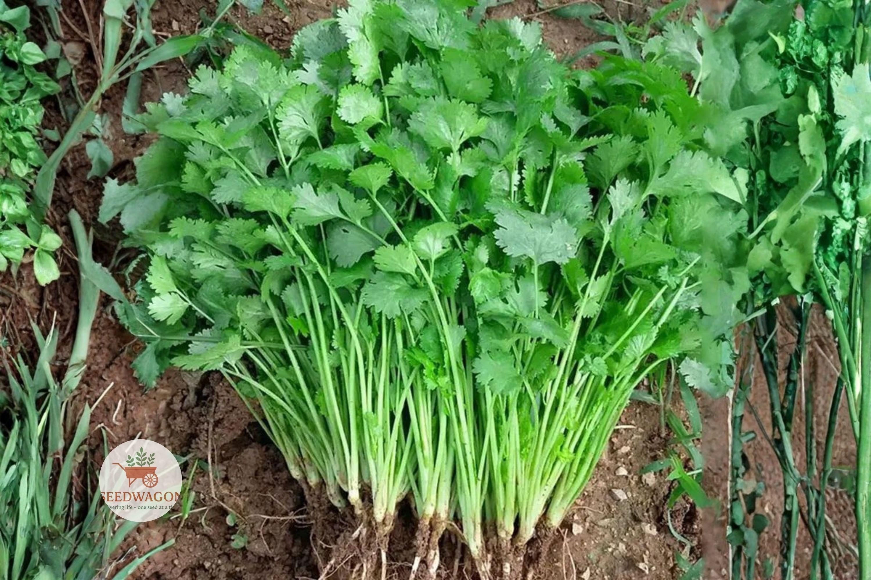 Slow Bolt Cilantro Seeds – Heirloom Coriandrum sativum Non-GMO Herb for Cooking & Spice Garden, 25+ Seeds