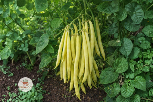 Golden Wax Bush Bean Seeds – Non-GMO Heirloom Vegetable, Easy Grow Compact Bush Pods, Phaseolus vulgaris, 20+ Seeds