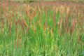 Creeping Red Fescue Grass Seeds 1000 Pack – Festuca rubra for Lawn, Ground Cover & Erosion Control