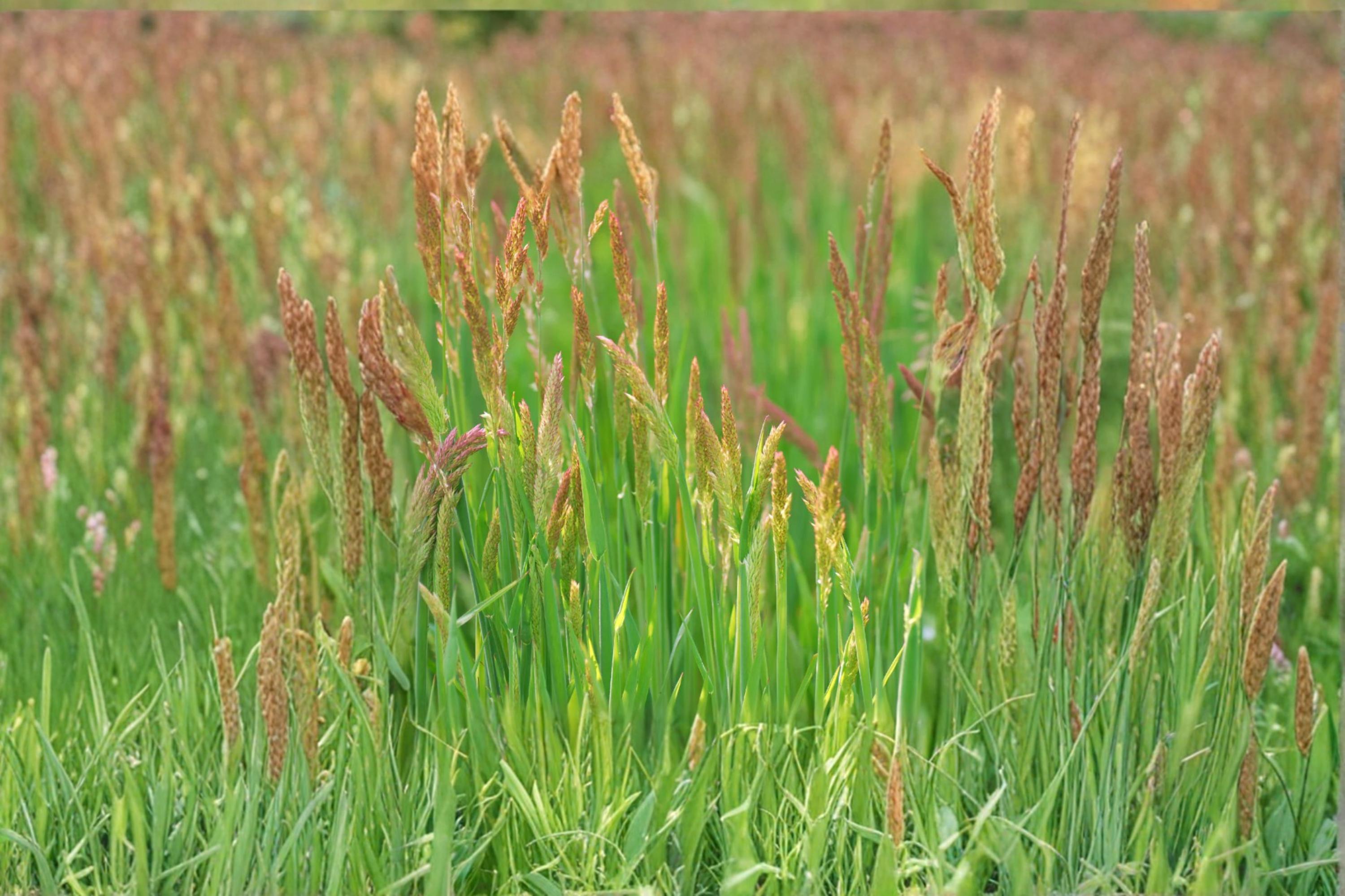 Creeping Red Fescue Grass Seeds 1000 Pack – Festuca rubra for Lawn, Ground Cover & Erosion Control