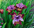 Siberian Iris Root Division – Miss Apple Multicolor Double Flowering Perennial – Iris sibirica
