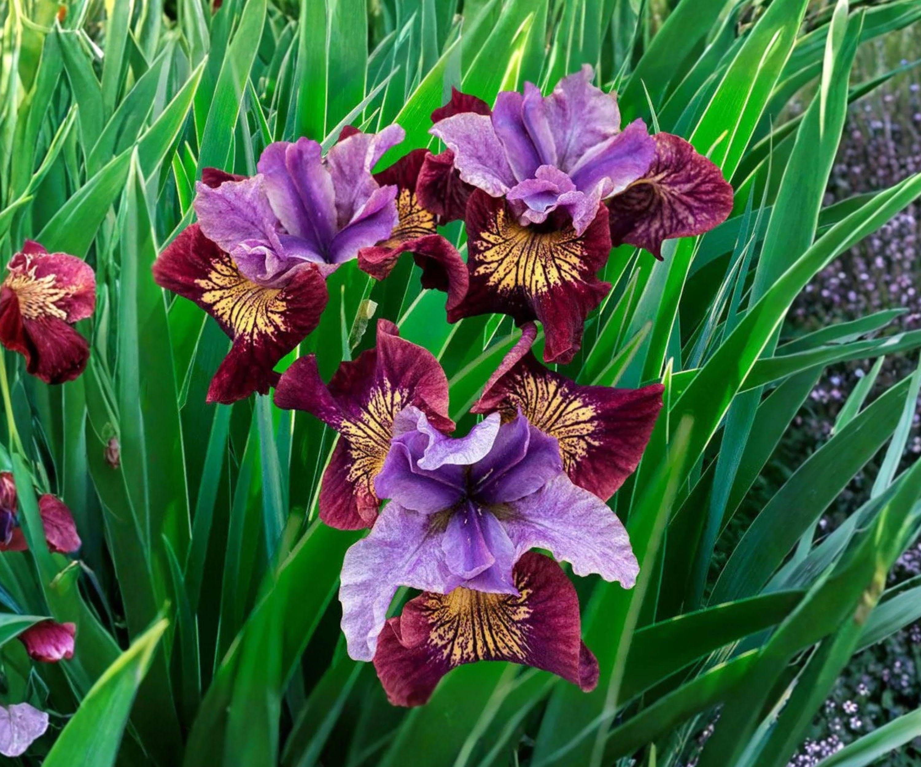 Siberian Iris Root Division – Miss Apple Multicolor Double Flowering Perennial – Iris sibirica