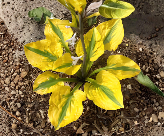 Hosta Glad Rags Bare Roots – Yellow Green Foliage, Lavender Blooms, Shade Perennial, Hosta ‘Glad Rags’