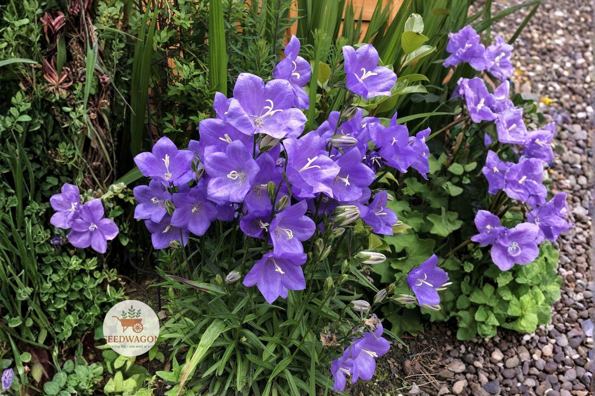 Harebells Seeds - Native Wildflower Campanula rotundifolia - Blue Bellflower for Pollinator Gardens & Cottage Landscapes