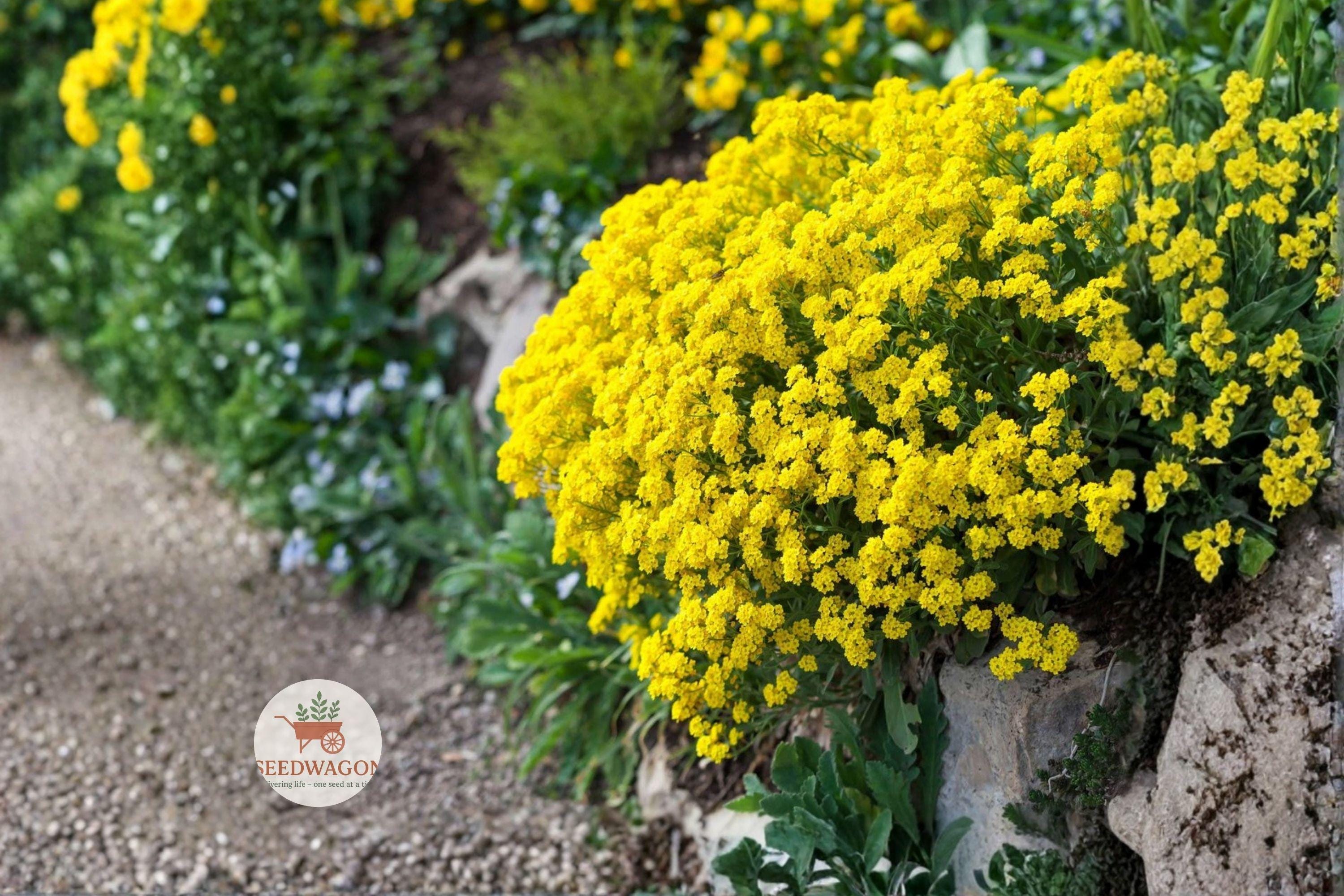 Basket of Gold Seeds - Alyssum saxatile, Yellow Rock Garden Flower, Perennial, Drought Tolerant, Pollinator-Friendly, 100 Seeds