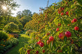 Chickasaw Plum Bare Root Plant 6-12" Prunus angustifolia Native Small Tree for Garden, Wildlife & Fruit Production