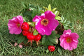 Rugosa Rose Seeds, Red Flowering Shrub, Rosa rugosa, Outdoor Garden Plant, Perennial Landscape Flower