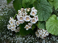 Northern Catalpa Tree Bare Root Plant 12-24in, Catalpa speciosa, Shade & Landscape Tree