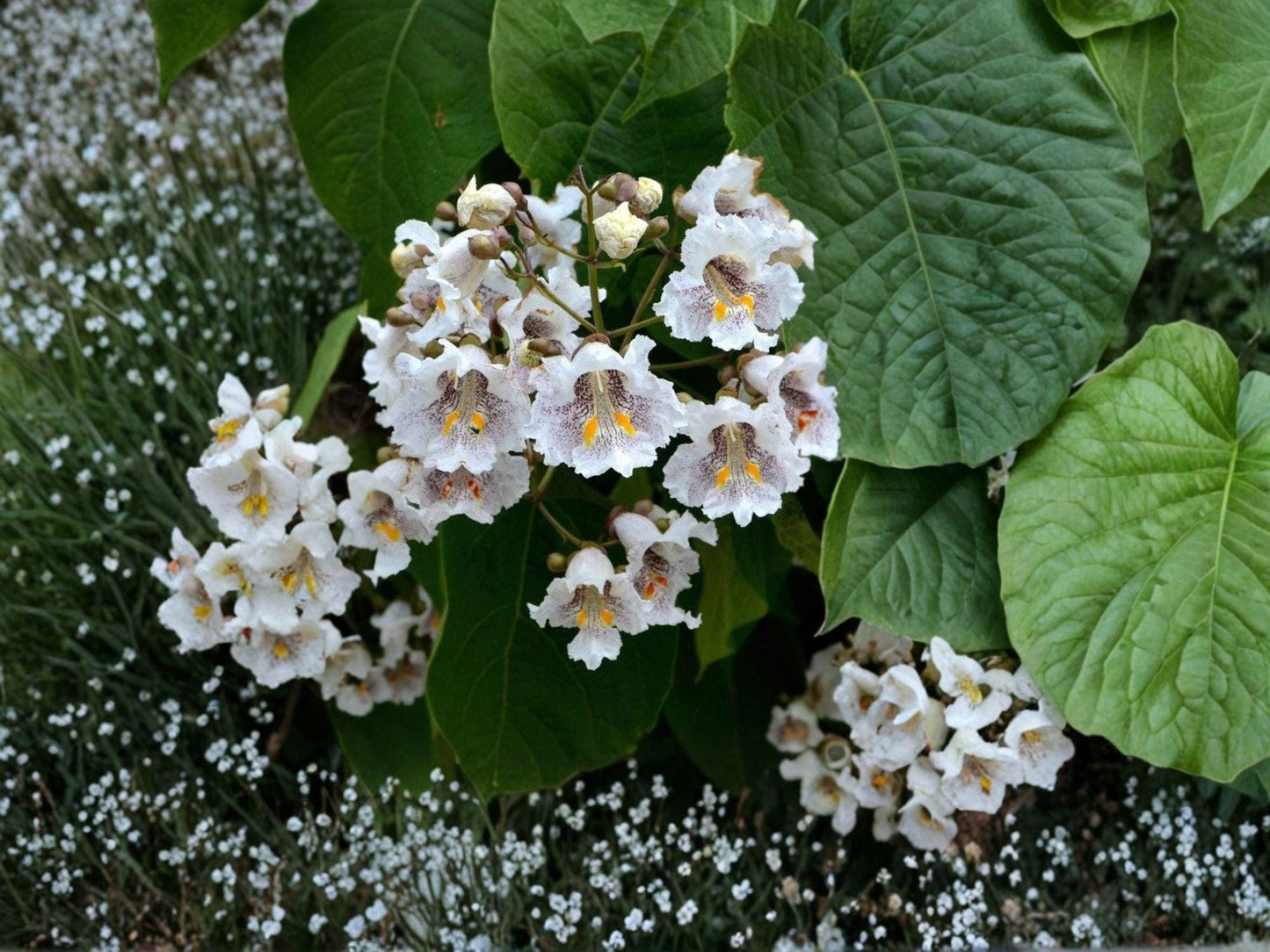 Northern Catalpa Tree Bare Root Plant 12-24in, Catalpa speciosa, Shade & Landscape Tree
