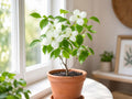 White Dogwood Tree Bare Root Plant – Ornamental Spring Blooming Cornus florida for Landscaping