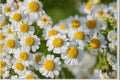 Creeping Daisy Seeds, Chrysanthemum paludosum, White Flower Groundcover, Pollinator-Friendly, 100 Seeds