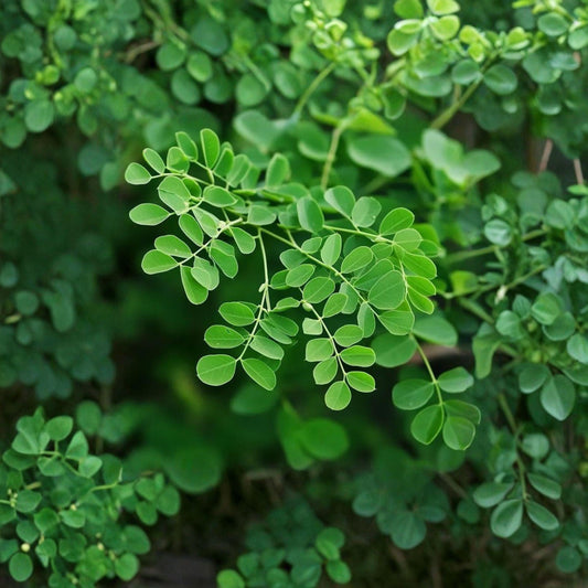 Moringa Oleifera Cuttings 14 Inch Drumstick Tree Propagation Pack of 6 Live Planting Material