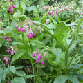 Russian Comfrey Root Cuttings Live Bocking Variety Perennial Herb for Organic Gardens