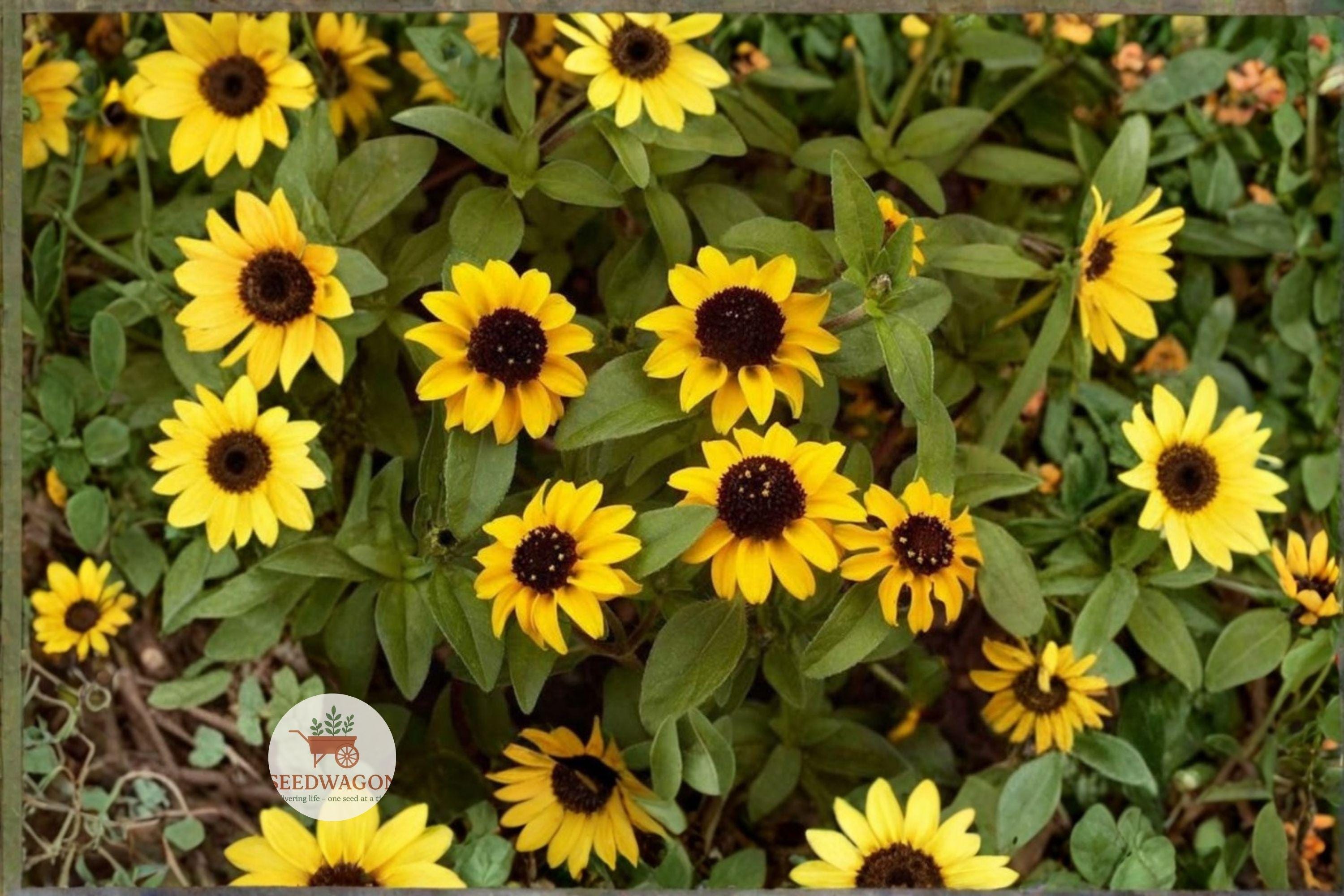 Creeping Zinnia Seeds, Sanvitalia Procumbens, Groundcover Flower, 100 Seeds, Bright Yellow, Pollinator-Friendly, Annual