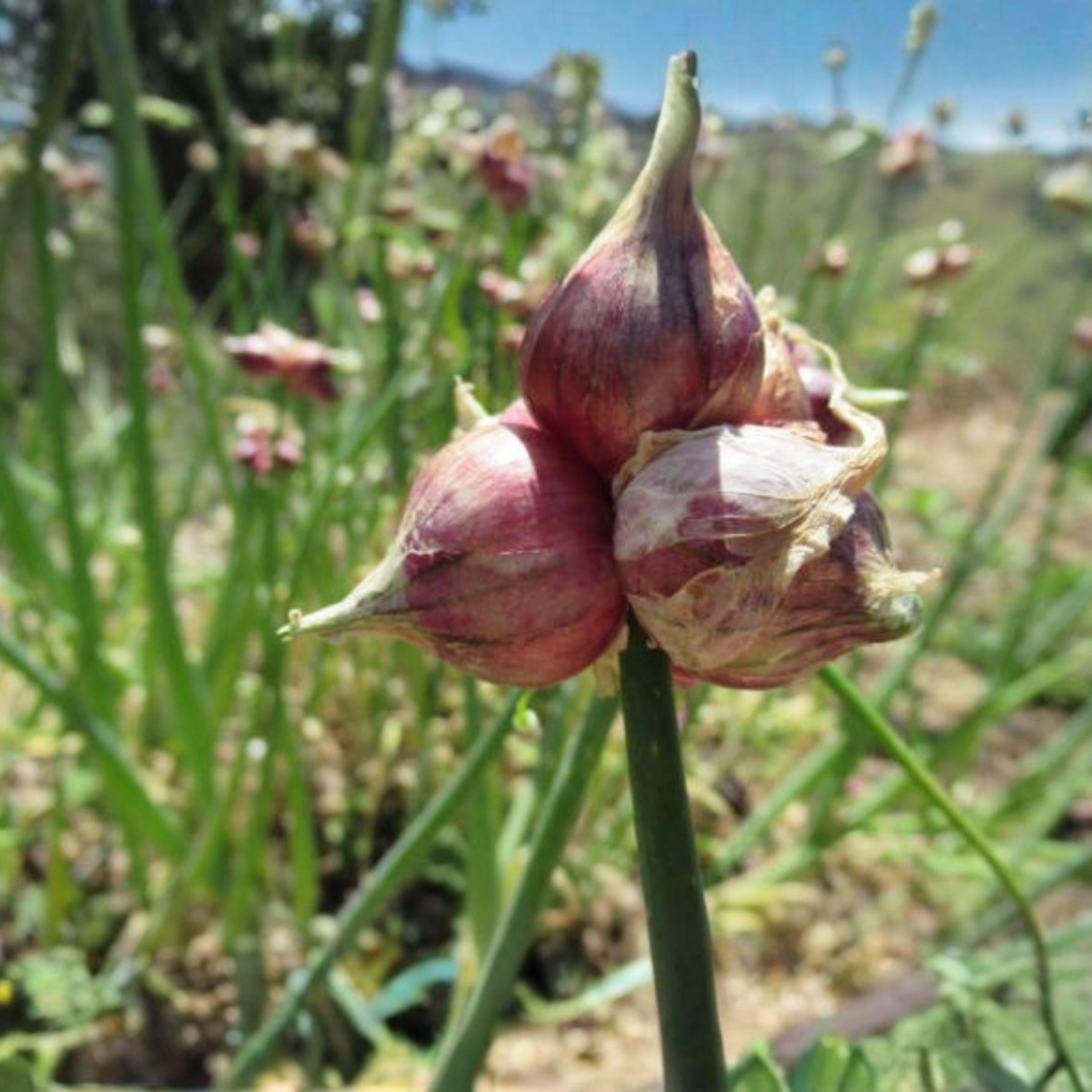 Egyptian Walking Onion Plants Live Perennial Tree Onions for Garden Growing Allium proliferum