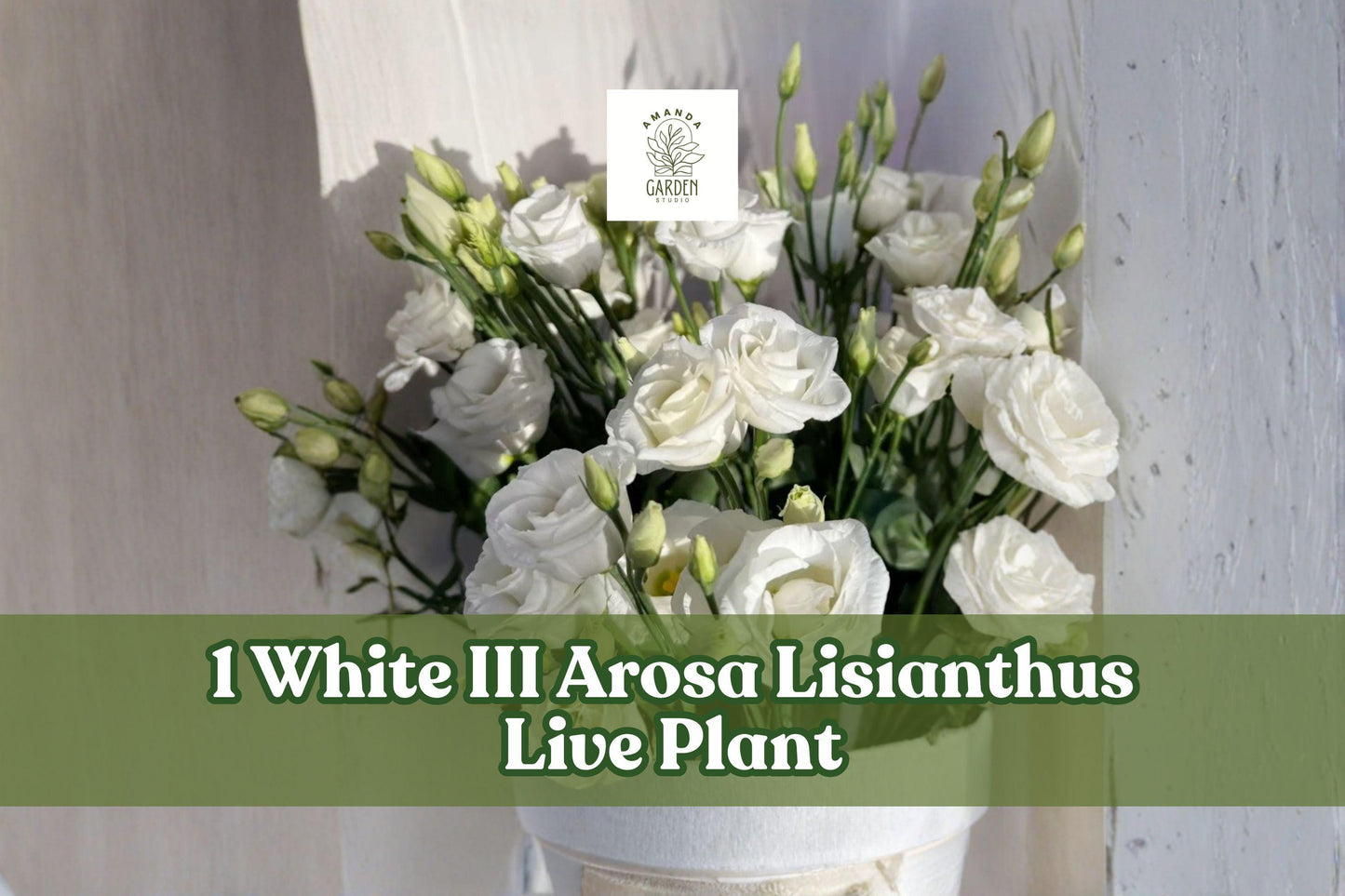 White Lisianthus Live Plant Plug - Eustoma grandiflorum, Arosa Series, White III, Flowering Starter Plant