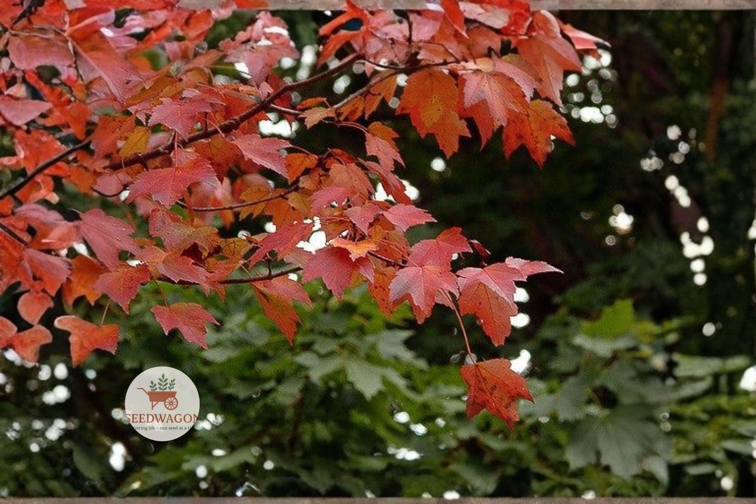 Red Maple Seeds Acer rubrum Native Shade Tree Fall Color Fast Growing 30 Seeds