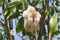Kapok Tree Seeds - Ceiba pentandra, Tropical Shade Tree, Silk Cotton, Fast-Growing Ornamental, Wildlife-Friendly, 20 Seeds