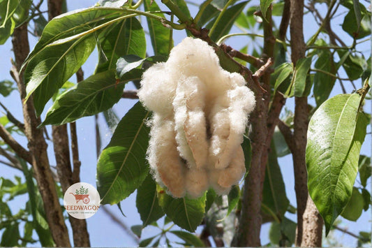 Kapok Tree Seeds - Ceiba pentandra, Tropical Shade Tree, Silk Cotton, Fast-Growing Ornamental, Wildlife-Friendly, 20 Seeds