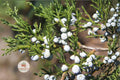Eastern Red Cedar Seeds – Juniperus virginiana Evergreen Tree Bonsai, Drought Tolerant, Blue Berry Cones, Wildlife-Friendly, 30 Seeds