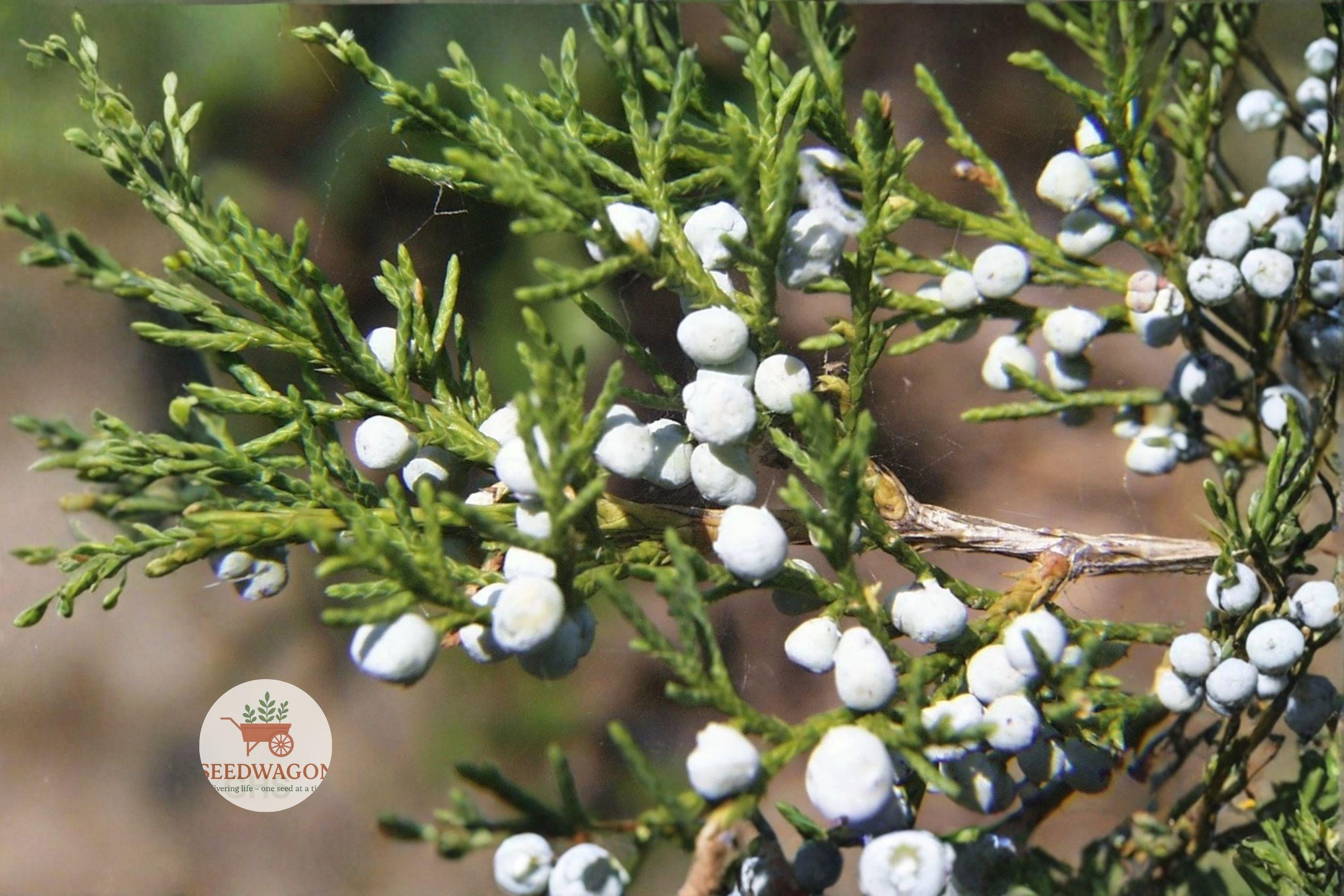 Eastern Red Cedar Seeds – Juniperus virginiana Evergreen Tree Bonsai, Drought Tolerant, Blue Berry Cones, Wildlife-Friendly, 30 Seeds