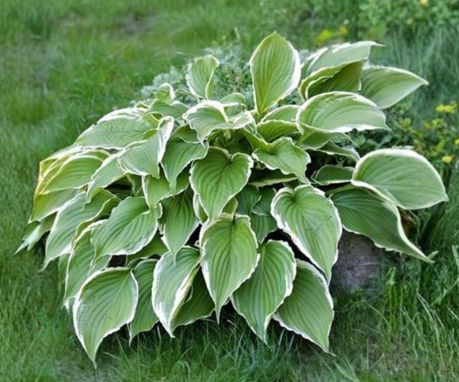 Hosta Francee Bare Roots – Variegated Green White Foliage, Shade Garden Perennials, Lavender Blooms, Herbaceous Plant