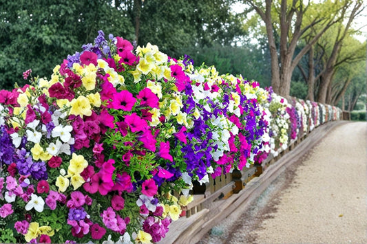 Mixed Petunia Seeds – Petunia × hybrida Flowering Annual for Garden Beds, Containers & Baskets