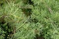 Rosemary Willow Cuttings – Salix rosmarinifolia – Live Shrub for Hedging & Screening, Deciduous Small Tree, Garden Plant