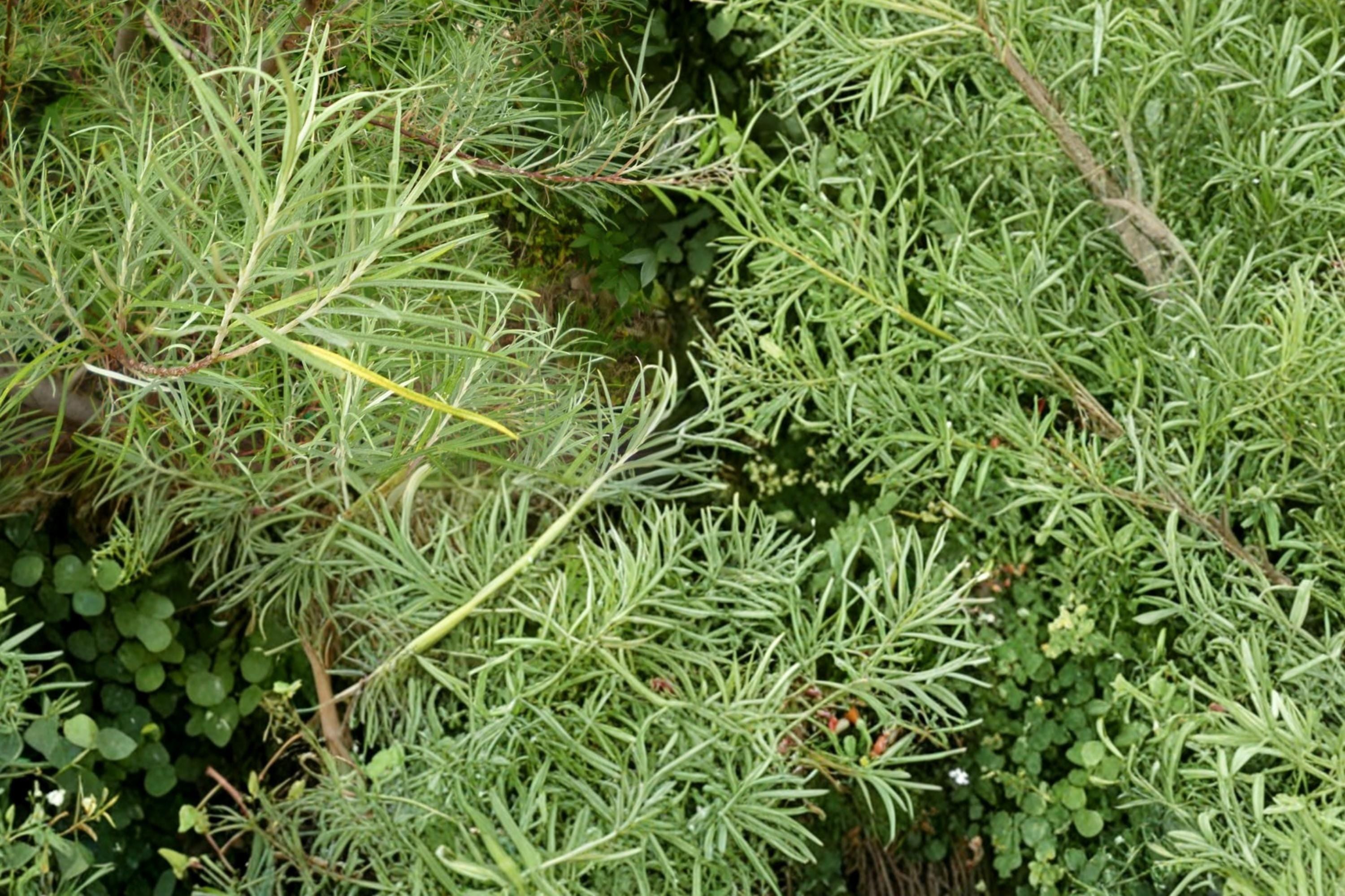 Rosemary Willow Cuttings – Salix rosmarinifolia – Live Shrub for Hedging & Screening, Deciduous Small Tree, Garden Plant