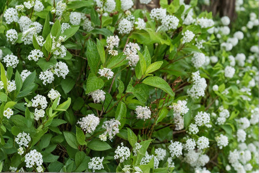 New Jersey Tea Seeds – Ceanothus americanus – Native Shrub for Garden Borders & Landscaping