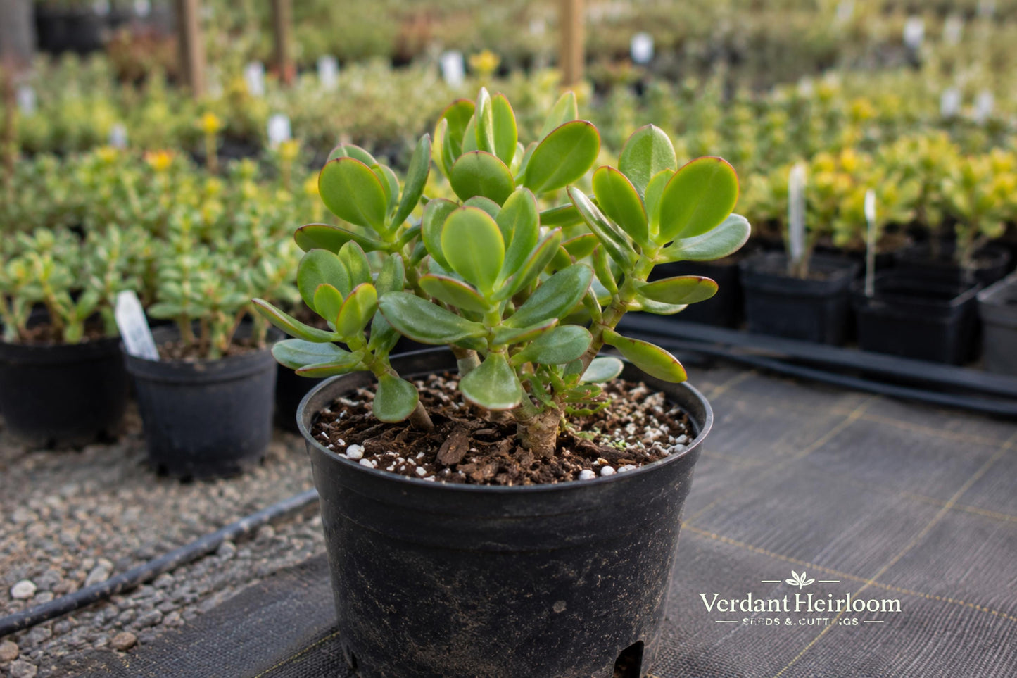 Jade Plant Leaf Cuttings – Crassula ovata Succulent Propagation 12 Live Dormant Leaflets